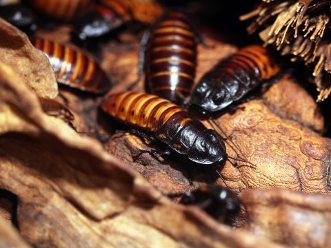 Depositphotos_76024375_original