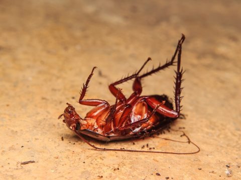 Depositphotos_83336374_original