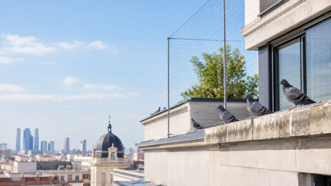 Control de aves en Madrid para evitar la presencia de palomas en edificios